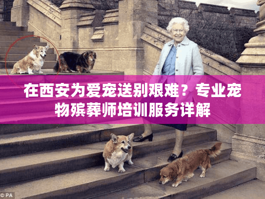 在西安为爱宠送别艰难？专业宠物殡葬师培训服务详解