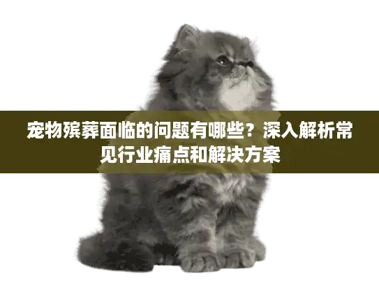 宠物殡葬面临的问题有哪些?深入解析常见行业痛点和解决方案 宠物殡葬面临的问题有哪些?深入解析常见行业痛点和解决方案