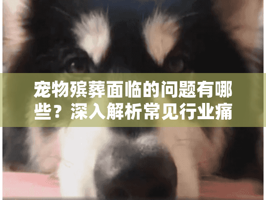 宠物殡葬面临的问题有哪些?深入解析常见行业痛点和解决方案 宠物殡葬面临的问题有哪些?深入解析常见行业痛点和解决方案