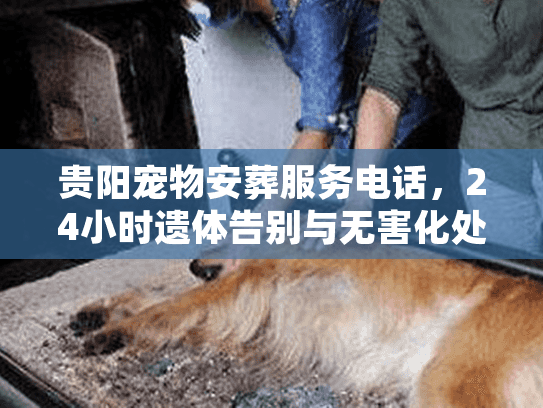 贵阳宠物安葬服务电话,24小时遗体告别与无害化处理流程 贵阳宠物安葬服务电话,24小时遗体告别与无害化处理流程