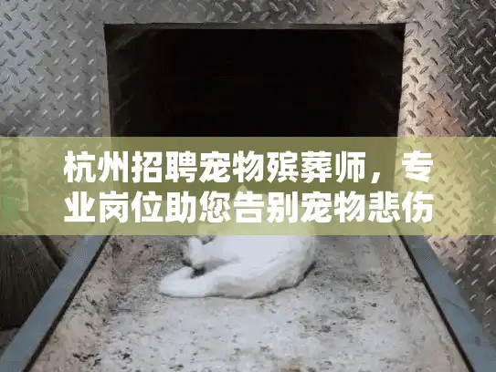 杭州招聘宠物殡葬师，专业岗位助您告别宠物悲伤难题