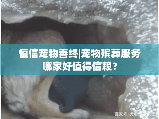 恒信宠物善终|宠物殡葬服务哪家好值得信赖？