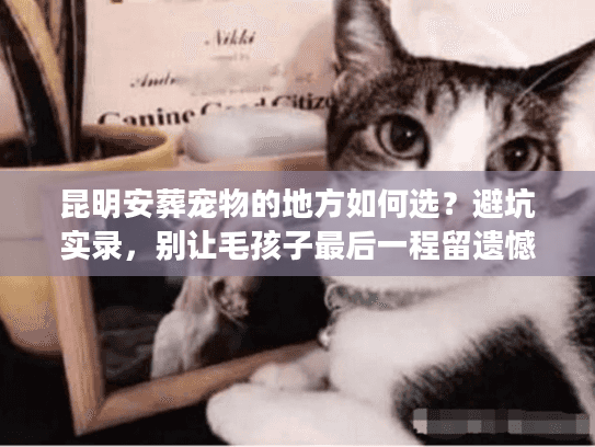 昆明安葬宠物的地方如何选？避坑实录，别让毛孩子最后一程留遗憾