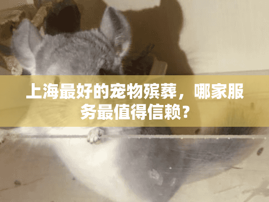 上海最好的宠物殡葬，哪家服务最值得信赖？