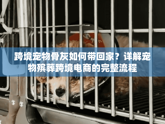 跨境宠物骨灰如何带回家？详解宠物殡葬跨境电商的完整流程