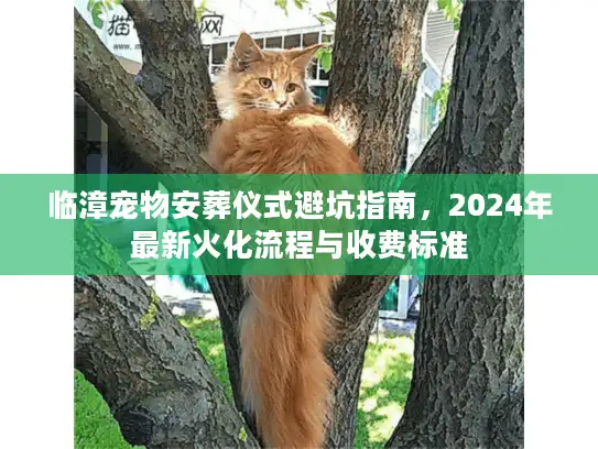 临漳宠物安葬仪式避坑指南，2024年最新火化流程与收费标准