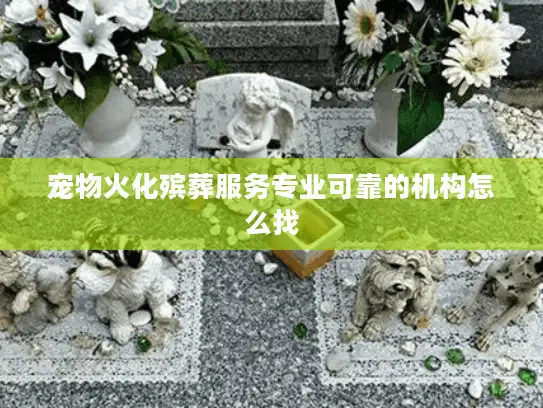 宠物火化殡葬服务专业可靠的机构怎么找