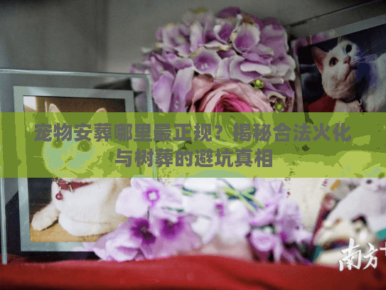 宠物安葬哪里最正规？揭秘合法火化与树葬的避坑真相