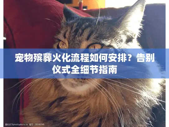 宠物殡葬火化流程如何安排？告别仪式全细节指南