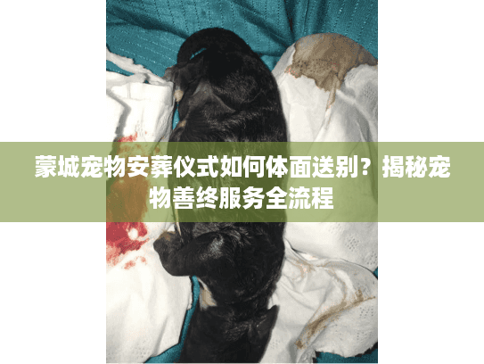 蒙城宠物安葬仪式如何体面送别？揭秘宠物善终服务全流程