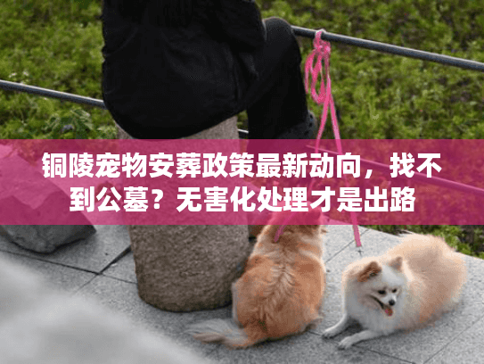 铜陵宠物安葬政策最新动向，找不到公墓？无害化处理才是出路