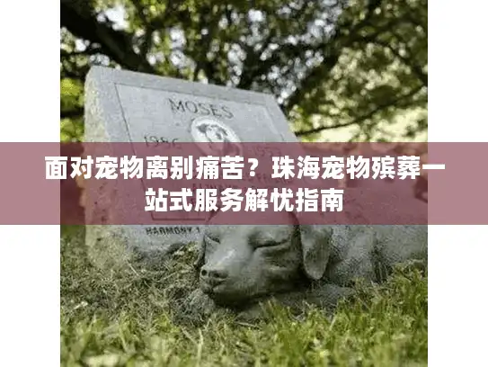 面对宠物离别痛苦？珠海宠物殡葬一站式服务解忧指南