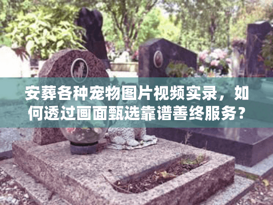 安葬各种宠物图片视频实录，如何透过画面甄选靠谱善终服务？