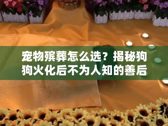 宠物殡葬怎么选？揭秘狗狗火化后不为人知的善后真相与避坑细节