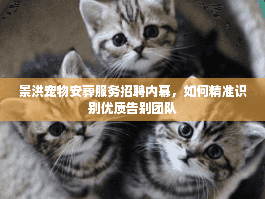 景洪宠物安葬服务招聘内幕，如何精准识别优质告别团队