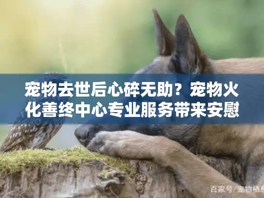 宠物去世后心碎无助?宠物火化善终中心专业服务带来安慰 宠物去世后心碎无助?宠物火化善终中心专业服务带来安慰
