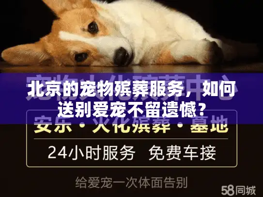 北京的宠物殡葬服务,如何送别爱宠不留遗憾? 北京的宠物殡葬服务,如何送别爱宠不留遗憾?