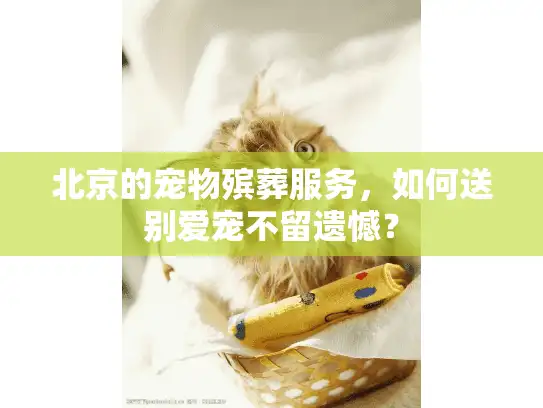 北京的宠物殡葬服务,如何送别爱宠不留遗憾? 北京的宠物殡葬服务,如何送别爱宠不留遗憾?