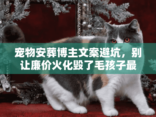 宠物安葬博主文案避坑，别让廉价火化毁了毛孩子最后的体面