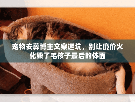 宠物安葬博主文案避坑，别让廉价火化毁了毛孩子最后的体面