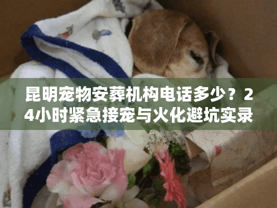 昆明宠物安葬机构电话多少？24小时紧急接宠与火化避坑实录