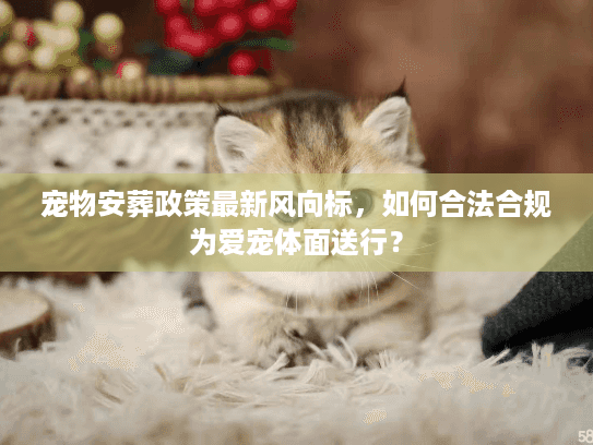 宠物安葬政策最新风向标，如何合法合规为爱宠体面送行？