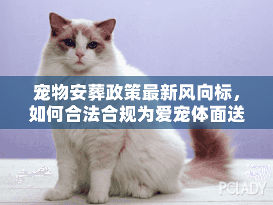 宠物安葬政策最新风向标，如何合法合规为爱宠体面送行？