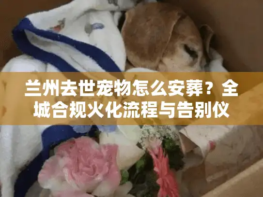 兰州去世宠物怎么安葬？全城合规火化流程与告别仪式避坑实况