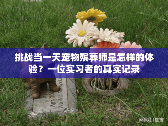 挑战当一天宠物殡葬师是怎样的体验？一位实习者的真实记录