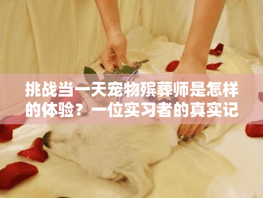 挑战当一天宠物殡葬师是怎样的体验？一位实习者的真实记录