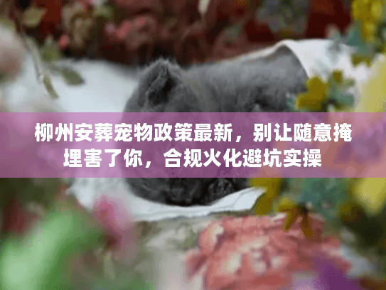 柳州安葬宠物政策最新，别让随意掩埋害了你，合规火化避坑实操