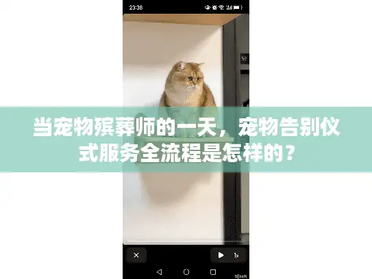 当宠物殡葬师的一天，宠物告别仪式服务全流程是怎样的？