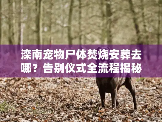 滦南宠物尸体焚烧安葬去哪?告别仪式全流程揭秘 滦南宠物尸体焚烧安葬去哪?告别仪式全流程揭秘