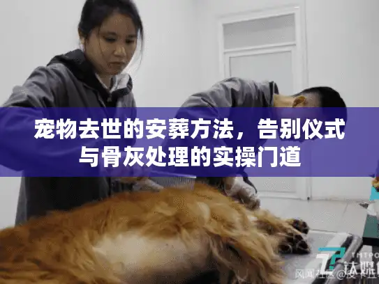 宠物去世的安葬方法,告别仪式与骨灰处理的实操门道 宠物去世的安葬方法,告别仪式与骨灰处理的实操门道