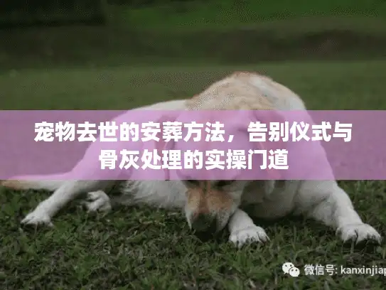 宠物去世的安葬方法,告别仪式与骨灰处理的实操门道 宠物去世的安葬方法,告别仪式与骨灰处理的实操门道