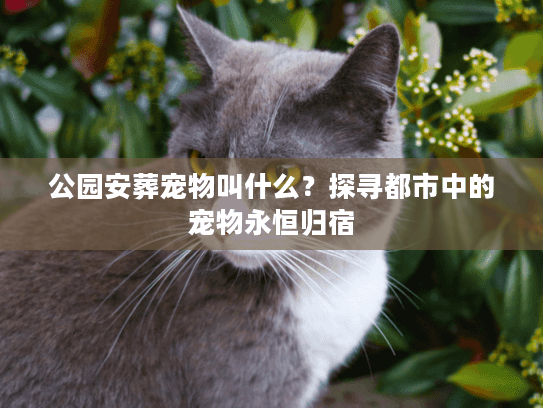 公园安葬宠物叫什么？探寻都市中的宠物永恒归宿