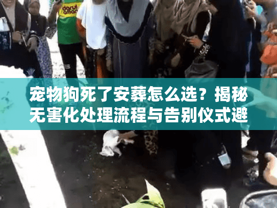 宠物狗死了安葬怎么选？揭秘无害化处理流程与告别仪式避坑要点
