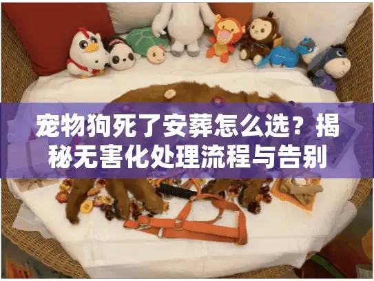 宠物狗死了安葬怎么选？揭秘无害化处理流程与告别仪式避坑要点