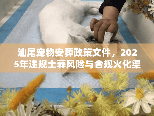 汕尾宠物安葬政策文件，2025年违规土葬风险与合规火化渠道曝光