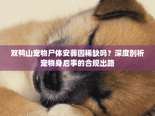 双鸭山宠物尸体安葬园稀缺吗？深度剖析宠物身后事的合规出路