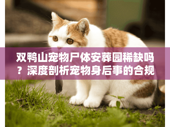 双鸭山宠物尸体安葬园稀缺吗？深度剖析宠物身后事的合规出路