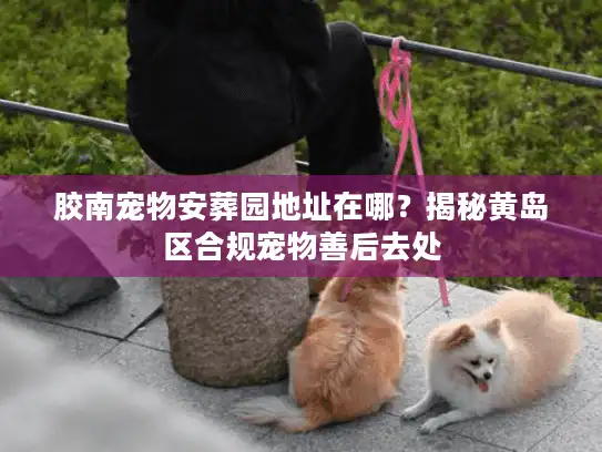 胶南宠物安葬园地址在哪?揭秘黄岛区合规宠物善后去处 胶南宠物安葬园地址在哪?揭秘黄岛区合规宠物善后去处