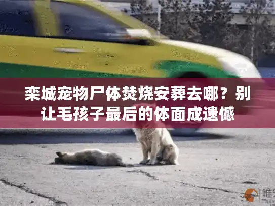 栾城宠物尸体焚烧安葬去哪？别让毛孩子最后的体面成遗憾