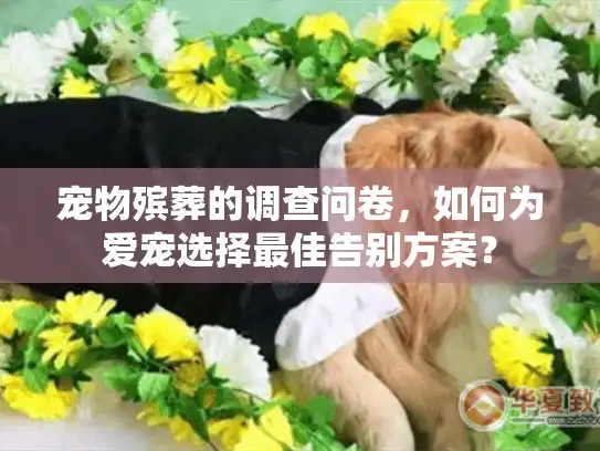 宠物殡葬的调查问卷，如何为爱宠选择最佳告别方案？