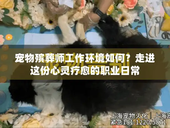 宠物殡葬师工作环境如何？走进这份心灵疗愈的职业日常