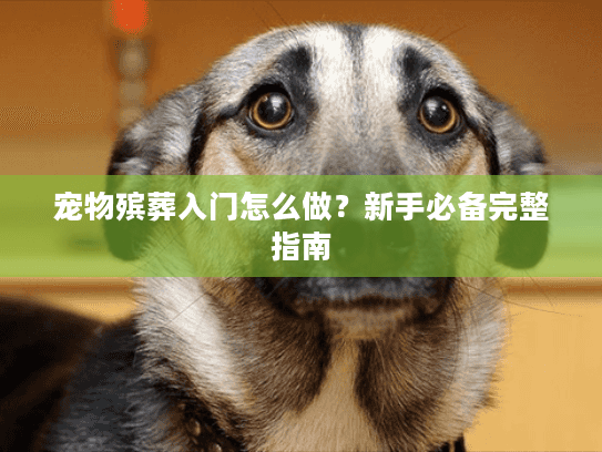 宠物殡葬入门怎么做？新手必备完整指南