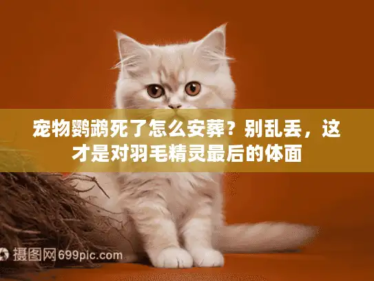 宠物鹦鹉死了怎么安葬？别乱丢，这才是对羽毛精灵最后的体面