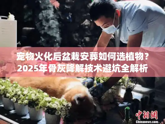 宠物火化后盆栽安葬如何选植物？2025年骨灰降解技术避坑全解析