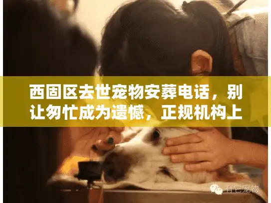 西固区去世宠物安葬电话，别让匆忙成为遗憾，正规机构上门流程揭秘