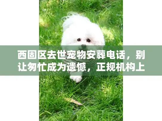 西固区去世宠物安葬电话，别让匆忙成为遗憾，正规机构上门流程揭秘